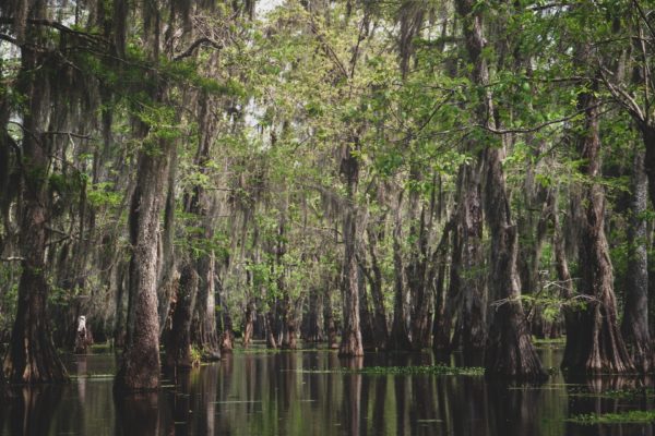 Louisiana QSBS